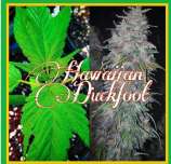 Puna Duck strain photo