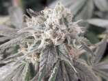 Watermelon strain photo