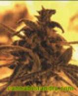 Kannabia Seeds - Energy strain photo