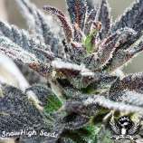 Electric Grape Punch strain photo