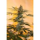 Auto Eter Express strain photo