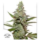 Amsterdam Amnesia strain photo