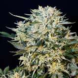 Sugar Gom strain photo