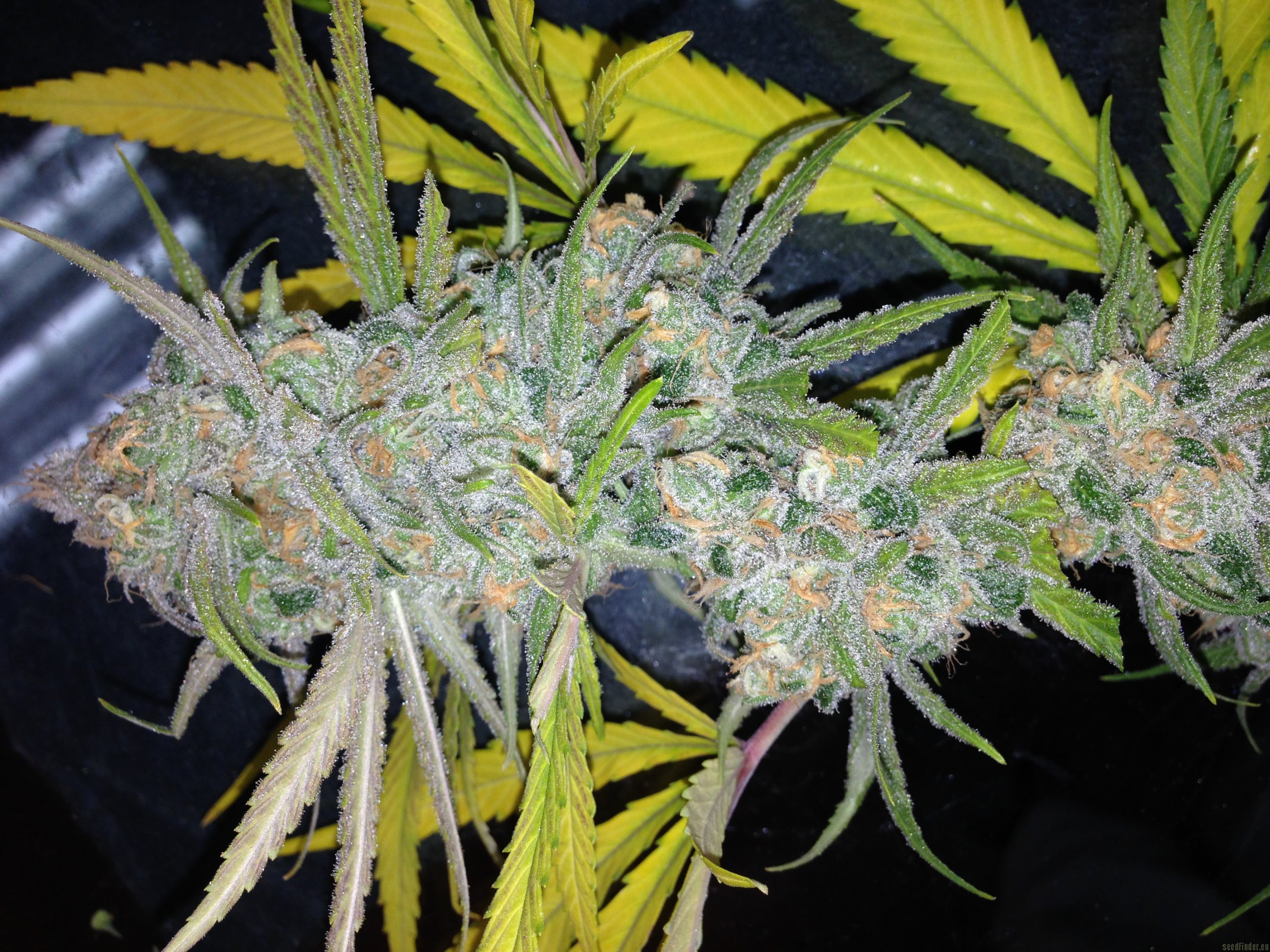 Strawberry Cough strain photo