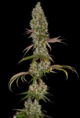 Rainbow Road strain photo
