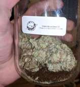 Chem Del La Chem strain photo