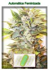 Auto Oil strain photo