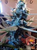 Acid Reign strain photo