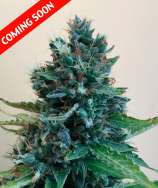 Cropolope strain photo