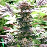 Homewrecker V1 strain photo