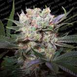 Californian Gold strain photo