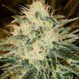 Chemdog strain photo