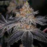 End Game - The Punch Line strain photo