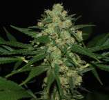 Hawaiian Afghan strain photo