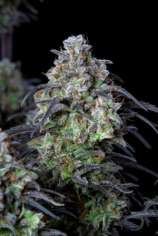 Mimosa Cake Auto strain photo