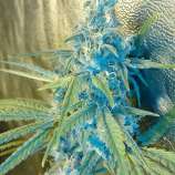 Blue Ninja #2 strain photo