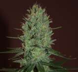 Amnesia Haze strain photo