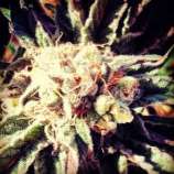 Fruity Widow strain photo