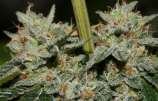 Gage Green Genetics - Inferno Haze F2 strain photo