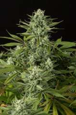 Cheese CBD strain photo