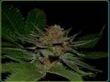 Big Kahuna strain photo