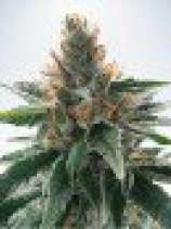 God's Glue strain photo