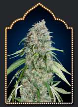 Chocolate Skunk CBD strain photo