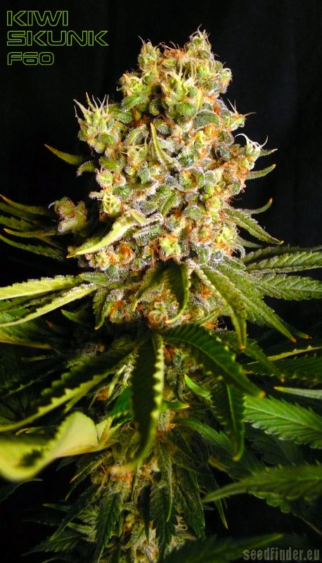 Kiwiseeds - Kiwiskunk strain photo