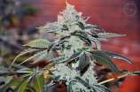 Obi Wan OG Kush strain photo