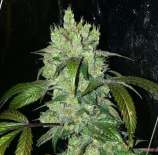 Banana OG x F1 Durb x Gushers strain photo
