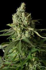 Dinafem - Moby Dick CBD strain photo