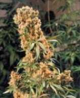 The Pure strain photo