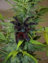 Full Moon strain photo