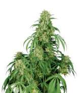 Buddha Seeds - Calamity Jane strain photo
