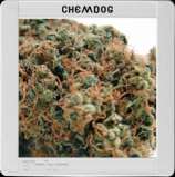 Chemdog #4 strain photo