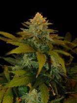 Zuri Widow strain photo