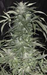 BC Sweet Tooth strain photo