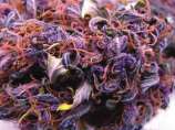 Riot Seeds - Double Black Doja strain photo