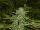 God's AK-47 strain photo