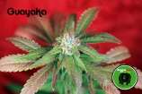 Guayaka strain photo