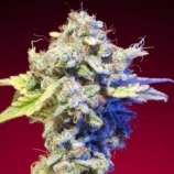 Mango Tango strain photo