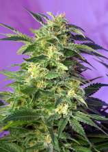 Killer Kush Auto strain photo