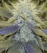 BMW strain photo