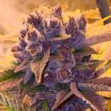 Gage Green Genetics - Last Tango strain photo