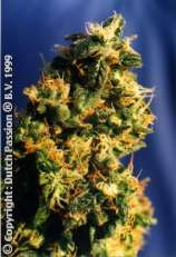 Green Spirit strain photo