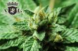 Laika strain photo
