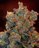 Cheese Fondue Auto strain photo