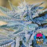 Auto Fire OG strain photo