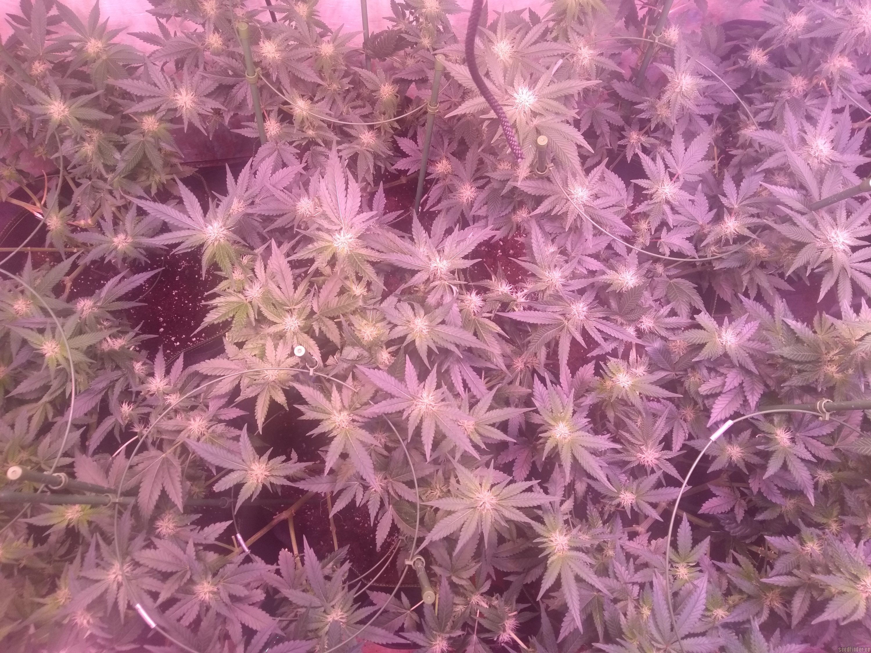 White Rhino strain photo