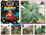 Bubble Cheese strain photo